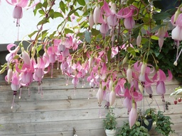 Sarah aus dem Nettetal