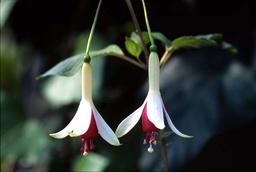 Schöne Münstertälerin