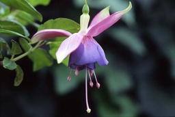 Steinfurter Glockenspiel