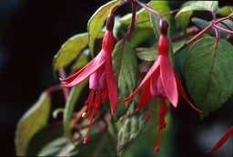 Tränen meiner Liebe