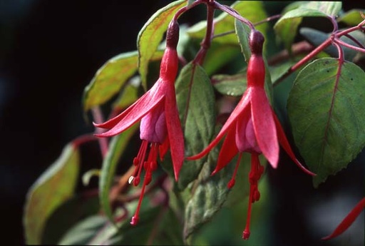 Tränen meiner Liebe