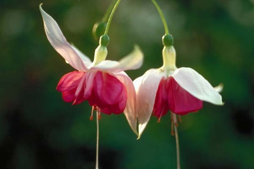 Twirling Square Dancer