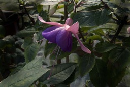 Waldis Dunkle Glocke