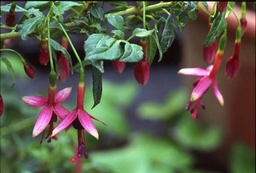 Whiteknights Amethyst