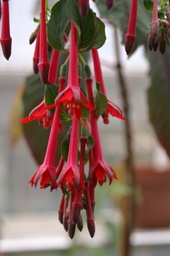 Fuchsia crassistipula