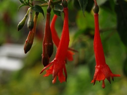 Fuchsia gehrigeri