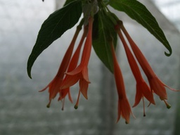 Fuchsia apetala