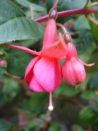 Burgi's Regenbogenbrücke