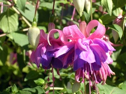 Die schöne Pinzgauerin