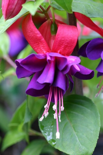 Köhlers Aschenputtel