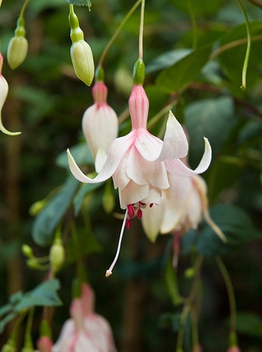 Köhlers Schneeweisschen