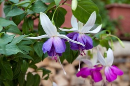 Freundeskreis Thüringen