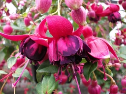 Freundeskreis Berlin-Brandenburg