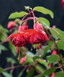 Botanischer Garten Augsburg