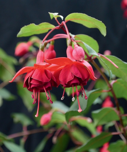 Botanischer Garten Augsburg