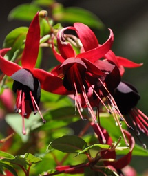 Andenken an Wolfram Götz