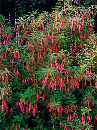 Fuchsia mag. var. gracilis