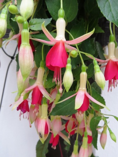 Köhlers Dornröschen