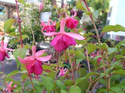 Klostergärtnerei Ibold