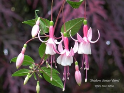 Shadow Dancer® Viona