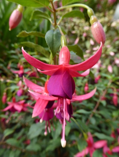 Andenken an Gärtnermeister Josef Jehle