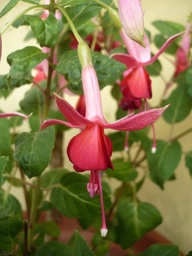 Ami Fernand Schockert