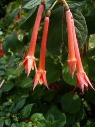 Her Majesty’s Crown