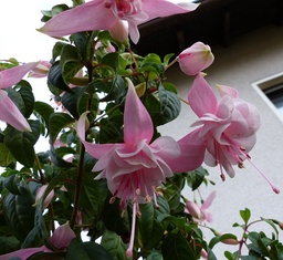 Karstkönigin Bianca