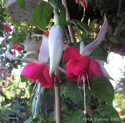 Ingrid und Werner Kessler