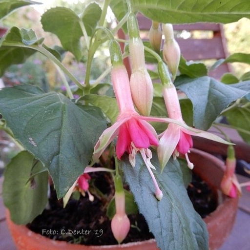 Botanischer Garten Berlin