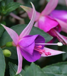 Jollies Force Calais