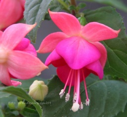 Jollies Force Tarbes