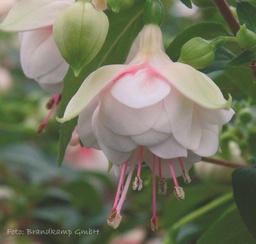 Jollies Trailing Cannes