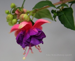 Jollies Trailing Colmar