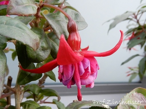 Professor Zinsmeister