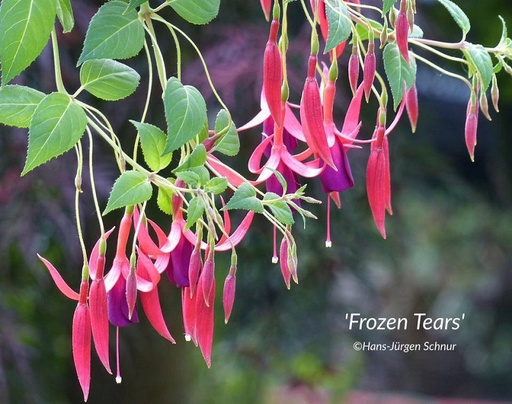 Frozen Tears