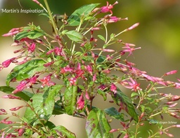 Martin's Inspiration