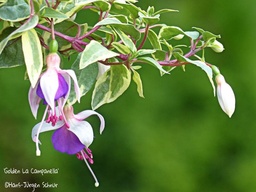 Golden la Campanella