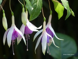 De Groot's Winter Queen