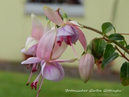 Botanischer Garten Göttingen