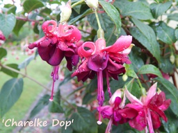 Charelke Dop
