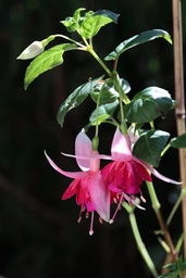 Gräfin Elli Trauttmannsdorff