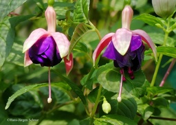 Margarete Eisenhardt