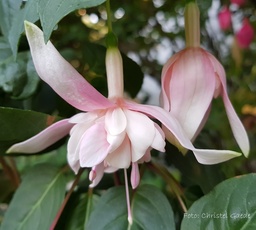 Gartenbauverein Eupen