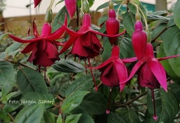 Hannelore und Herbert