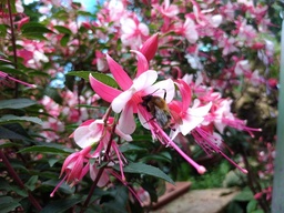 Lindas Küchenfenster