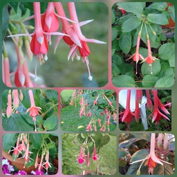 Freundeskreis Tauber Hohenlohe