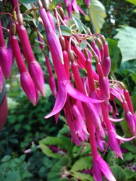 40 Jahre Deutsche Fuchsien-Gesellschaft