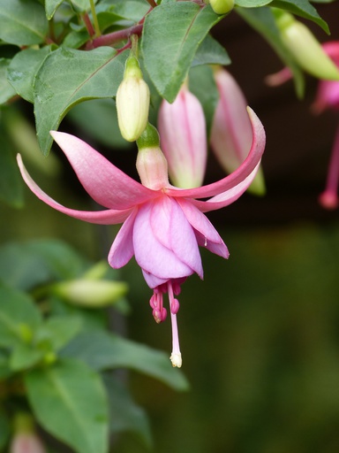 Kleine Walkenriederin