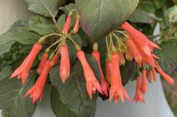 Jaspers  Thriphy Salmon